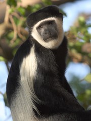 Colobus guereza