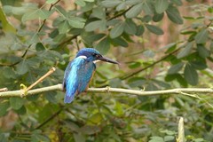 Alcedo semitorquata