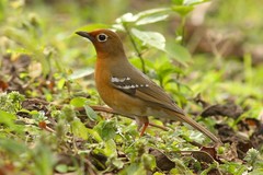 Geokichla piaggiae