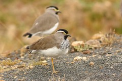 Vanellus melanocephalus