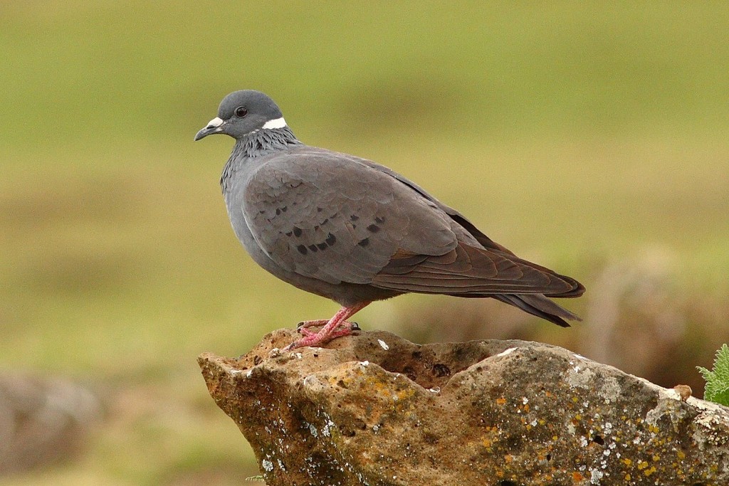 White-collared Pigeon (Columba albitorques) photo