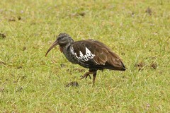 Bostrychia carunculata