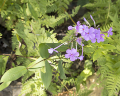 Phlox carolina