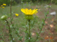 Grindelia inuloides