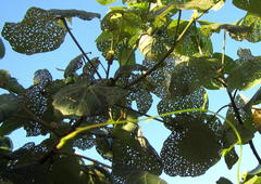 Hibiscus tiliaceus tiliaceus