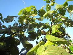 Hibiscus tiliaceus tiliaceus
