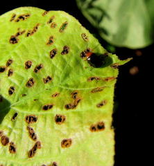 Hibiscus tiliaceus tiliaceus