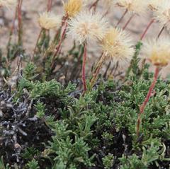 Felicia macrorrhiza