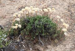 Felicia macrorrhiza