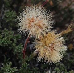 Felicia macrorrhiza