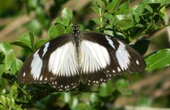 Papilio dardanus cenea