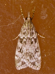 Eudonia truncicolella