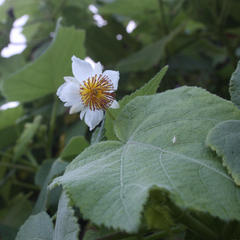 Sparrmannia africana