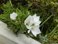 Veronica macrantha macrantha