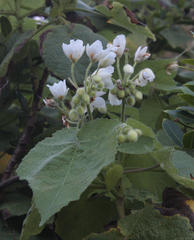 Sparrmannia africana
