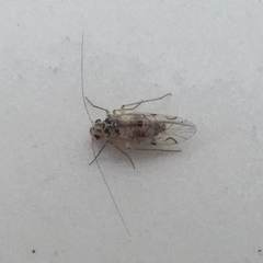 Teliapsocus