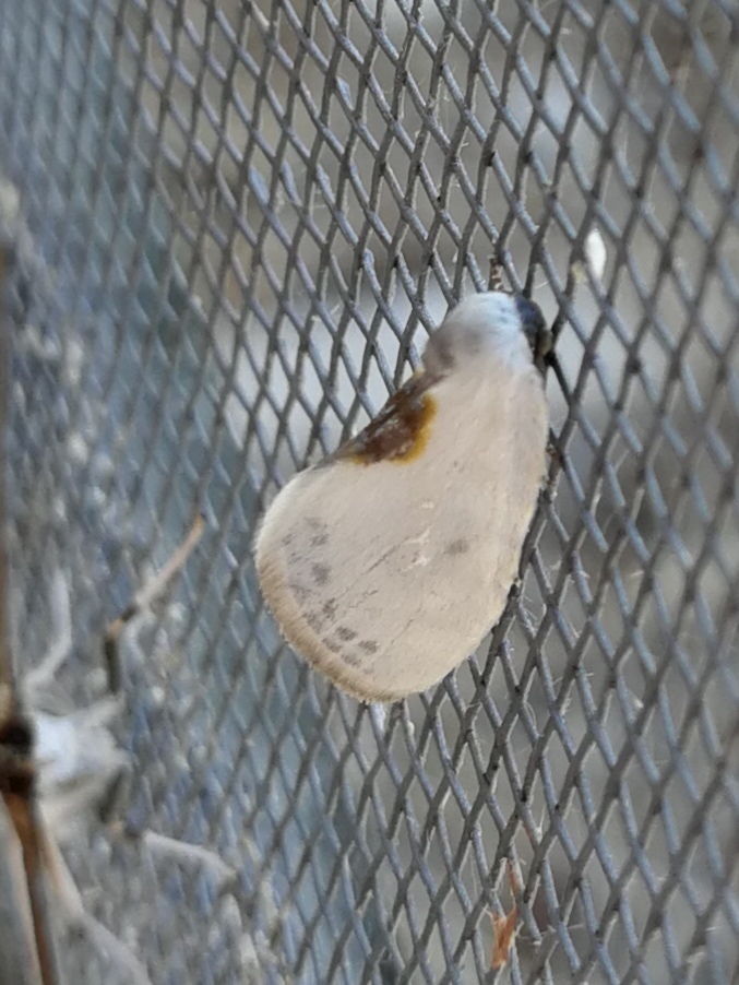 Cilix hispanica