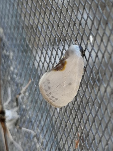 Epine ibérique (L')