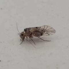 Teliapsocus