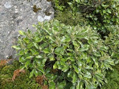 Brachyglottis buchananii