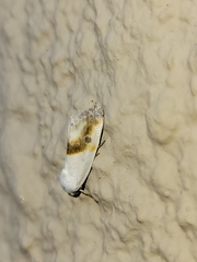 Ponometia virginalis