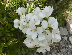 Veronica macrantha macrantha