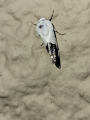 Tarache tetragona