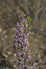 Erica lucida