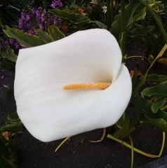 Zantedeschia