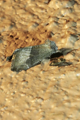 Plagiomimicus spumosum