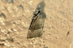 Plagiomimicus spumosum