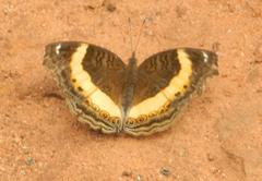Junonia elgiva