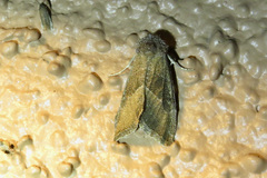 Plagiomimicus spumosum