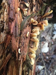 Spathulariopsis velutipes