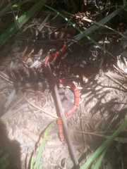 Micrurus dumerilii antioquiensis