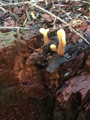 Spathulariopsis velutipes