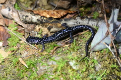Plethodon kentucki