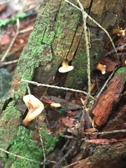 Spathulariopsis velutipes