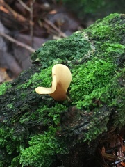 Spathulariopsis velutipes