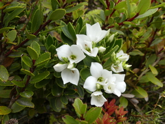 Veronica macrantha macrantha