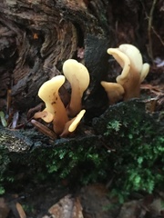 Spathulariopsis velutipes