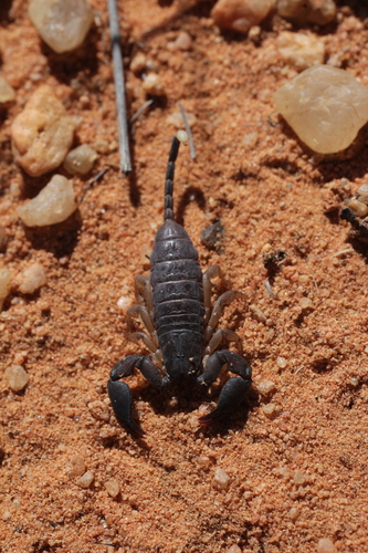 Opisthacanthus madagascariensis