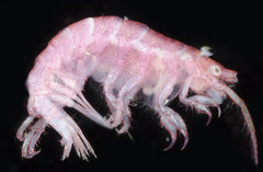 Ischyrocerus anguipes