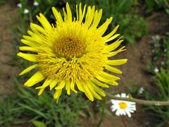 Berkheya speciosa speciosa