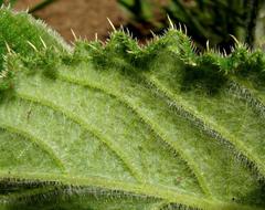 Berkheya speciosa speciosa