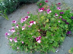 Pelargonium