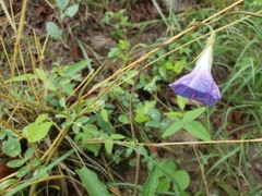 Ipomoea lindheimeri