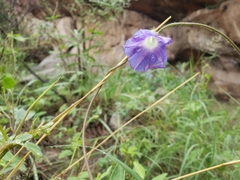Ipomoea lindheimeri