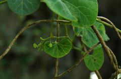 Cissampelos torulosa