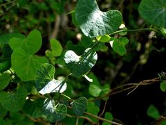 Cissampelos torulosa